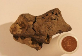Brown pebble found on beach is first known dinosaur brain fossil 